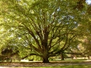 christchurch (24)
